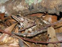 Southern Leopard Frog