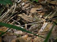 Southern Leopard Frog