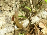 Green Anole Lizard