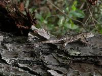 Eastern Fence Lizard