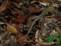 Six Lined Racerunner, Whiptail Lizard