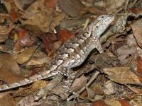 Eastern Fence Lizard(see blue patch on throat)