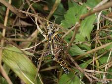 Lubber Grasshopper