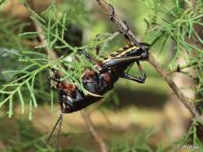 Lubber Grasshopper Molting