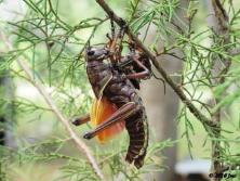 Lubber Grasshopper Just Molted