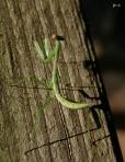 Carolina Mantis