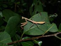 Carolina Mantis