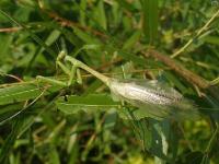 Chinese Mantid