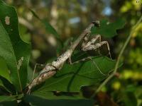 Carolina Mantis