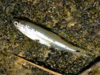 Blacktail Shiner Minnow