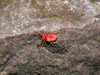 Velvet Mite