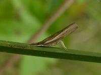 Crambine Snout Moth