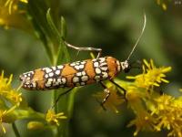 Ailanthus Webworm Moth