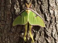 Luna Moth(Actias luna), MOTH127