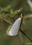 Snowy Urola Moth