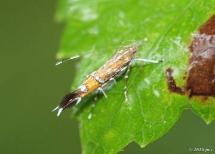 Cosmet Moth(about the size of a grain of rice)