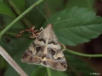 Erebidae Moth