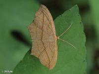 Cross-lined Wave Moth