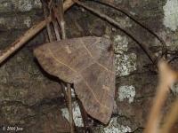 Red-lined Panapoda Moth