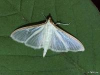 Four-spotted Palpita Moth