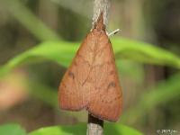 Genista Broom Moth