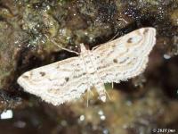 Watermilfoil Leafcutter Moth