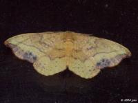 Rose Hooktip Moth