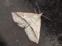 Lost Owlet Moth