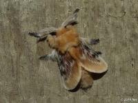 Southern Flannel Moth