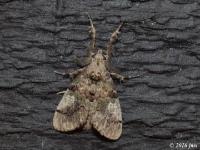 Southern Tussock Moth