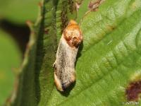 Yellow Spragueia Moth