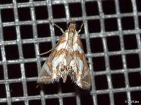 Crambid Snout Moth