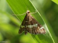 Hawaiin Beet Webworm Moth