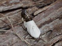 Exposed Bird Dropping Moth