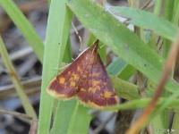 Mint-loving Pyrausta Moth