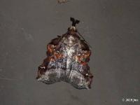 Trumpet Vine Moth