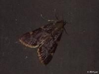 Pyralid Moth