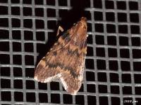 Pink-masked Pyralid Moth