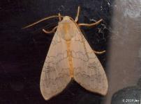 Banded Tussock Moth