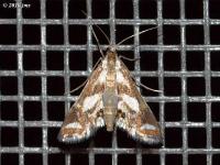 Crambid Snout Moth