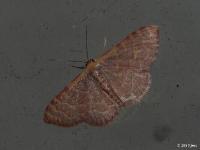 Pannaria Wave Moth