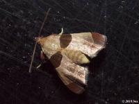 Dimorphic Tosale Moth