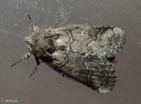 Double-lined Prominent Moth