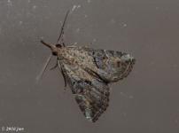 Sooty Bomolocha Moth