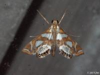 Bold Medicine Moth