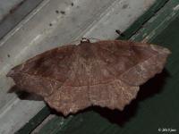 Curve-toothed Geometer Moth