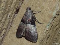 Pine Webworm Moth