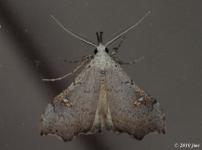 White-spotted Redectis Moth