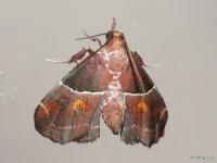 Pyralid Moth