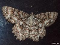 Tulip-tree Beauty Moth